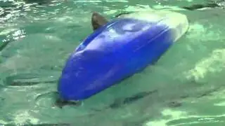 Rolling my PYRANHA H3 kayak.MP4