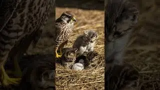 Kittens Took Over a Bird&rsquo;s Nest &mdash; But What Happens Next Will Surprise You #cats #wildlife #nature