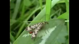 Mouche scorpions  Panorpa ♂ (Panorpidae) comportement sp&eacute;cifique