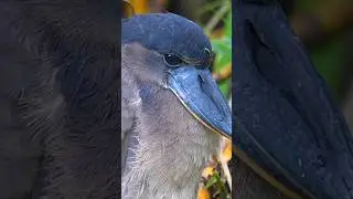What kind of bird? #heron #bird #nature #wildlife #birdwatching #boat boat billed heron