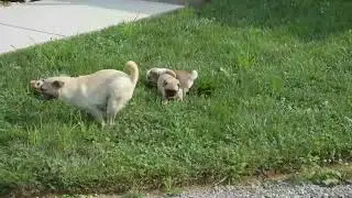 Pug Puppies For Sale