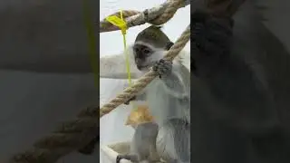 Cute kitten and baby monkey #shorts #monkey #cat