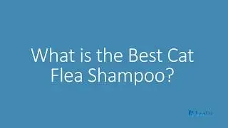 Best Anti Flea Shampoo for Kittens
