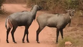 Blue bull mating before lunch. 
