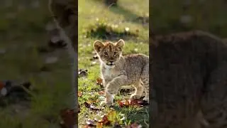 Little Lion playing 🦁😁| #phonk #music #anime #animeedit #song #trending #kids #animals
