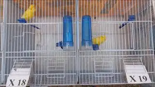 Malinois Waterslager 2025 - Μαλινουά 2025 part 6