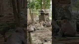 Adorable Baby Monkey