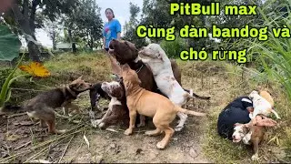 PitBull Max, Vietnam's Number 1 Hunter, Had to Run Away From Attack of His Juniors