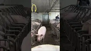Pig Tries to Open Gate  #pig #pighusbandry #farming #pigbreeding #cow #pigfarming