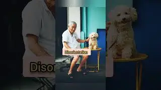 Veterinary tips Did you know signs of Dementia in Dogs???