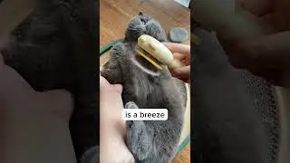 This brush make brushing your cat easy!