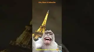 The Most Powerful Selfie #monkey #selfie #shorts
