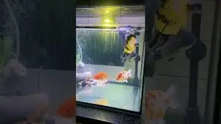 new fish feeling like happy Gold fish.#fish,#shorts, #aquarium,#aquariumhobby,#koifish, #discusfish.