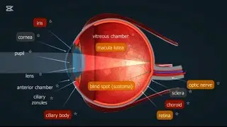 The inner workings of the eye are detailed