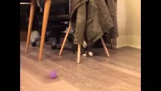 Caught in action: Kitty with shocking face when seeing the camera
