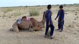 camel milk processing camel milk camel dairy products camelvideo Tharparkar