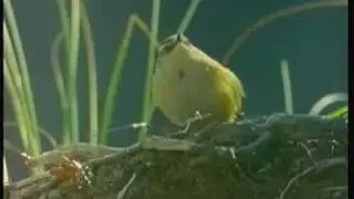 Rock Wren