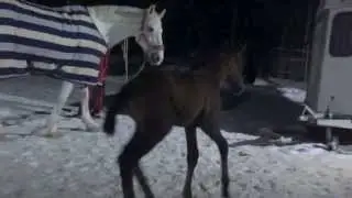 Lipizzan foal - Bacopa