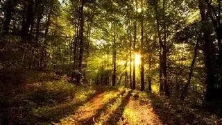 Weekly Tarot Forecast February 2024 Special | Cosmic Insights | Energy Analysis