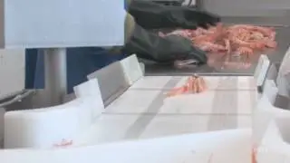 Compact Grader Lobster &ndash; Accurate grading, simple batching
