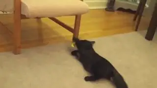 Kitten Fails Compilation 1 | Sarcastic Kitty