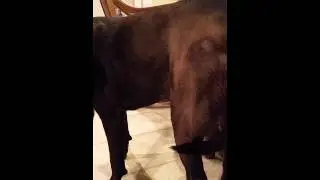 Evey's Limp Tail Syndrome, Super Sad