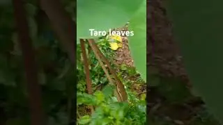 Harvest taro leaves for laing #minivlog #garden #farm #reels #shorts #viralvideo