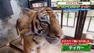 日本一優しいトラ・ティガー［ノースサファリサッポロ］『ZOO-1グランプリ』11/30(火)【TBS】