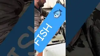 Proper way of prepping fish #fish #music