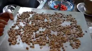 How to Harvest and Roast Sunflower Seeds (Bake for 15 to 20 Minutes or Till Done)