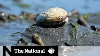 The potential dangers of illegal clamming in B.C.&rsquo;s Lower Mainland