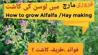 Hay |Losan| locern|losin| Alfaalfa| لوسرن| لوسن کی کاشت