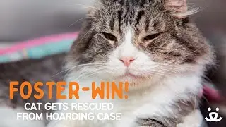 Foster-Win! Cat is rescued from a hoarding case