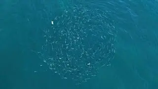 Drone fishing for tuna (northern bluefin tuna)