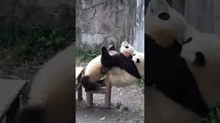 1.5 years old panda cub Xiaowu backflips mom #fyp #funny #panda #pandalover #viralvideos #funnyvideo