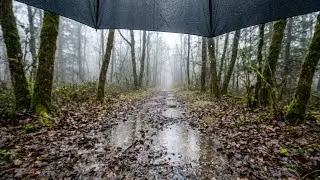 Umbrella Rain Walk in the Forest (4K) | Rain Taps + Birds (No Talking)