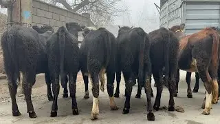 BU NARXLAR OYDA YOQ OYDAN ASLI FOYDA YOQ NARXI ARZONLARIDAN KELDI SHOSHILAMIZ 