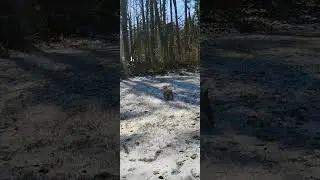 BULLY FITNESS SNOW DAY #viralvideo #fitness #dog #pets @TheDodo #snow 