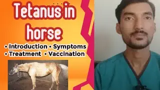 Tetanus in Horse complete guide | Animals | Tetanus treatment | Vet Experts | Dr Abdullah