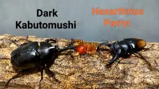 EP.93 Dark Kabutomushi vs Hexarthrius Parryi Rhinobeetle and Stagbeetle pokemon digimon battle #虫