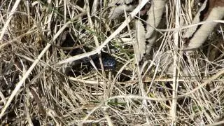 European viper