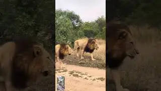 Magnificent male lions #lion #wildlife #trending #animals #safari #nature