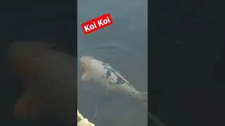 Carpa Koi GIGANTE!🤩🤩