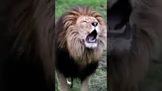 Lion roar شیر کی دھاڑ