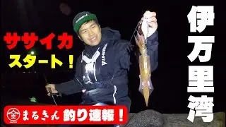 伊万里湾ササイカ釣り情報 【つり具のまるきん釣り情報】