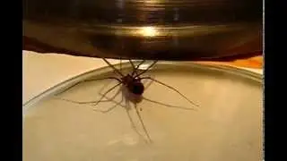 Mint&aacute;s &aacute;lkasz&aacute;sp&oacute;k (Hoplopholcus forskali)