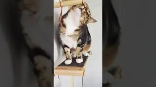Cat Videos |Cat Walking on Street in amazing way #short