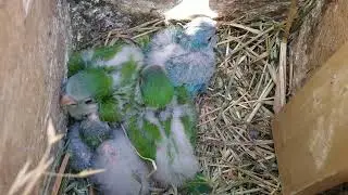 Quaker Breeding Pair - 😊 Clowns)))