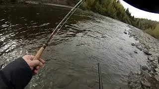 Hot Babine steelhead, 2018