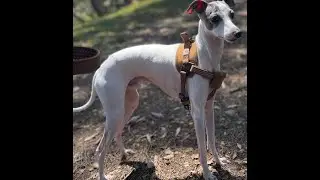 italian greyhound at griffith park iggyfam puppies